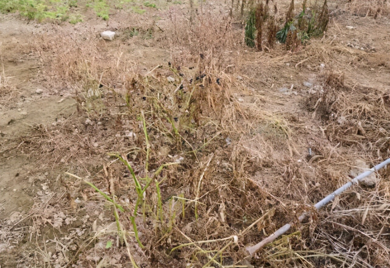 打除草剂有讲究，“什么是三打三不打？”，掌握好才能提产量-第2张图片-农百科