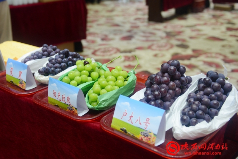豐收合陽•最美秋色 合陽召開扶貧農(nóng)產(chǎn)品產(chǎn)銷對(duì)接會(huì)（組圖）