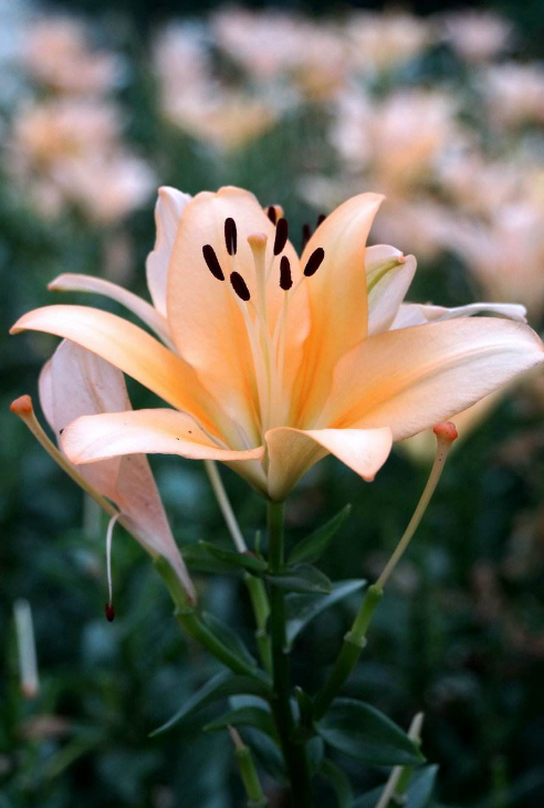 「诗词鉴赏」野百合也有春天,哪些百合花的诗词