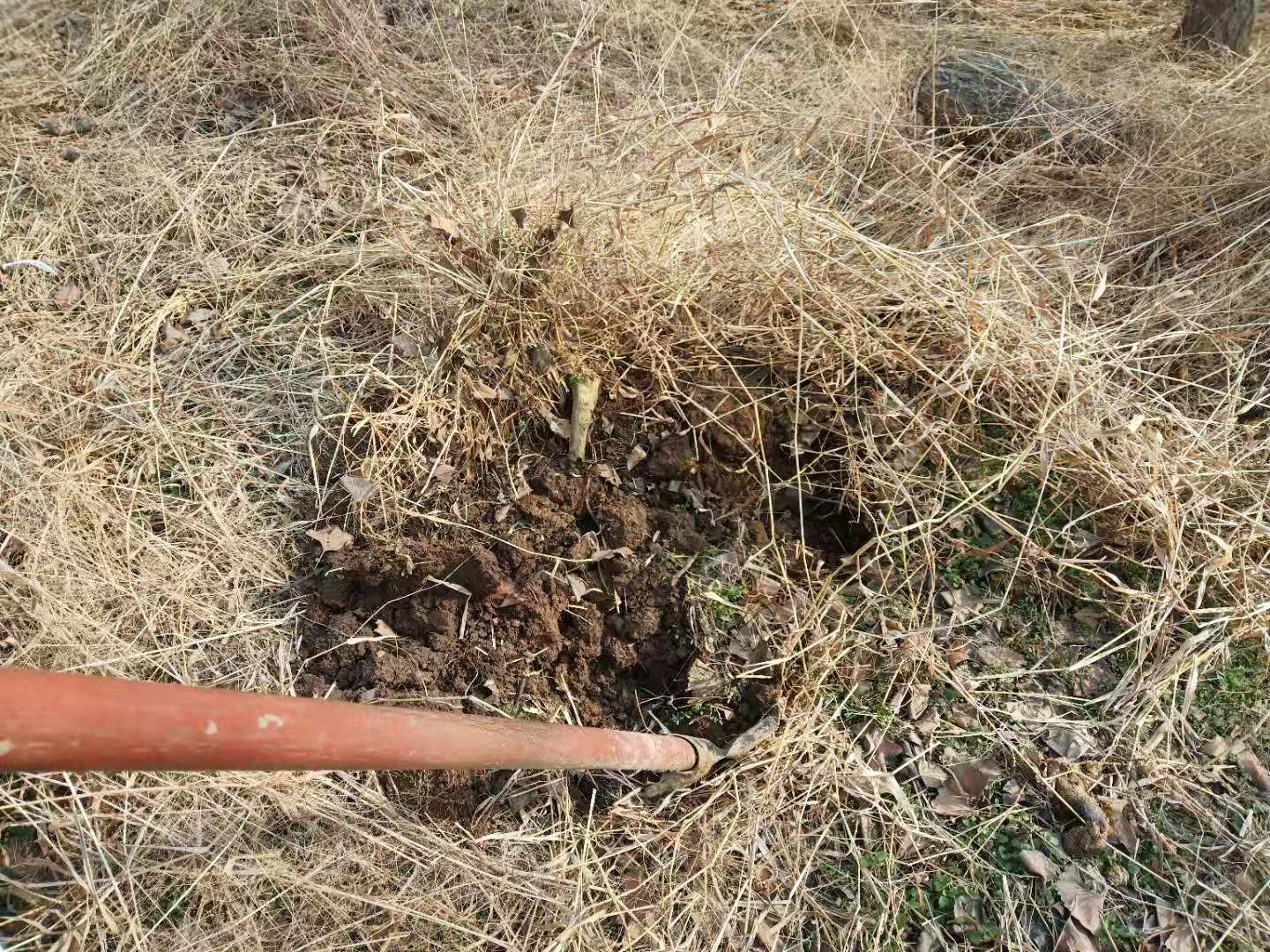 20元每斤茅草根为何没人规模种植？老农说地有余力不种茅草根