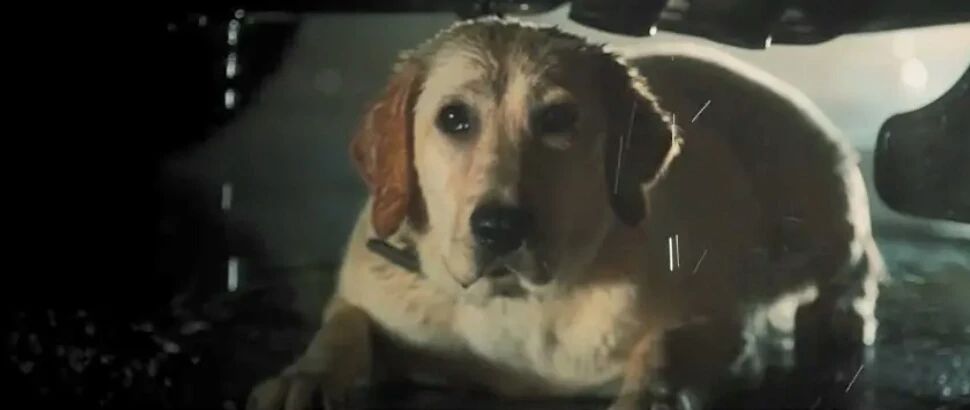 Touch 300 million people guide blind dog small Q, explain responsibility and faithful essence