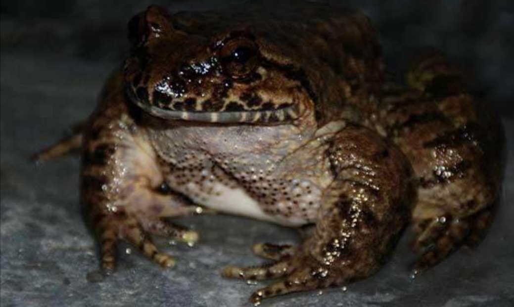 野生奇珍稀有动物棘胸蛙是空谷幽境深涧溪流之中的活体人参