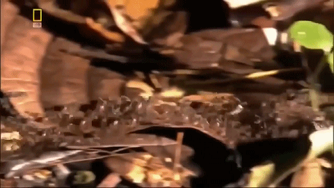 推粪球之前，屎壳郎为什么要跳舞？