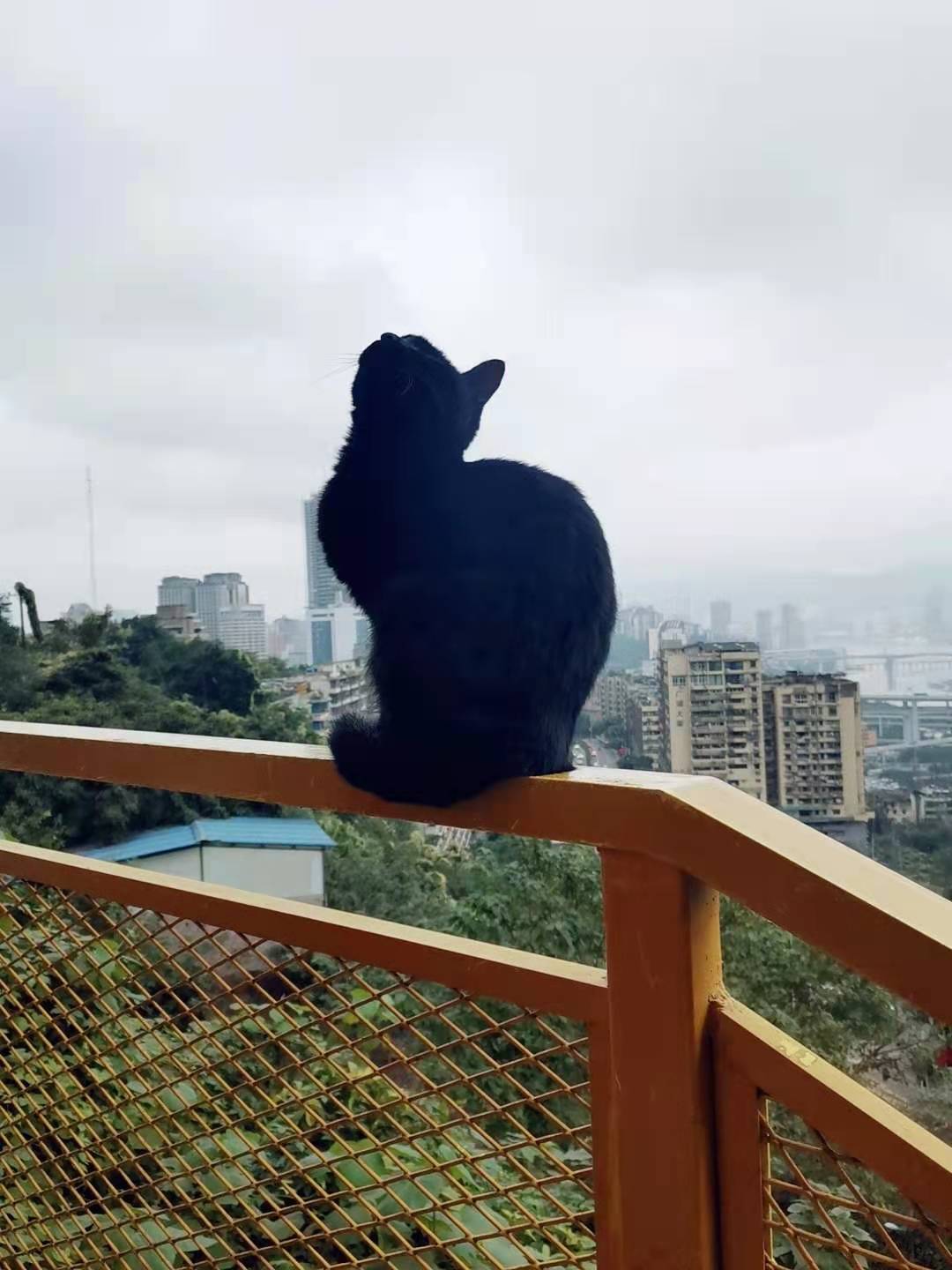 去重庆旅游，到底游的是什么？
