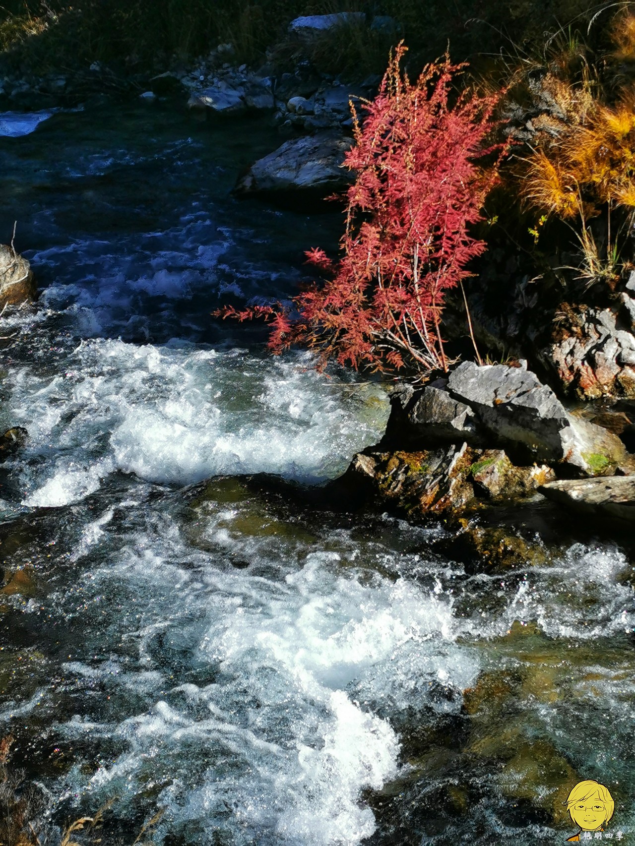 The golden autumn is here again, if you want to go to Aden, Daocheng, you should set off