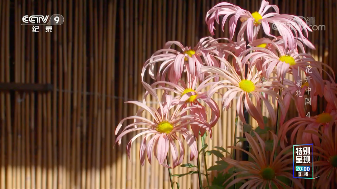 原来“花”也是一种对话，这部纪录片如何记录