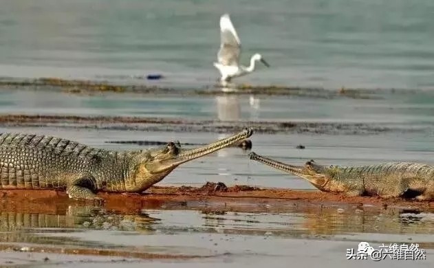 恒河鳄(恒河鳄的又长又细鳄鱼嘴，网友：感觉能一战！)