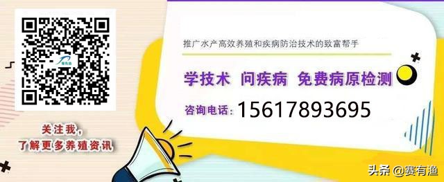 如何解决对虾肝肠孢子虫 南美白对虾孢子虫怎么治疗