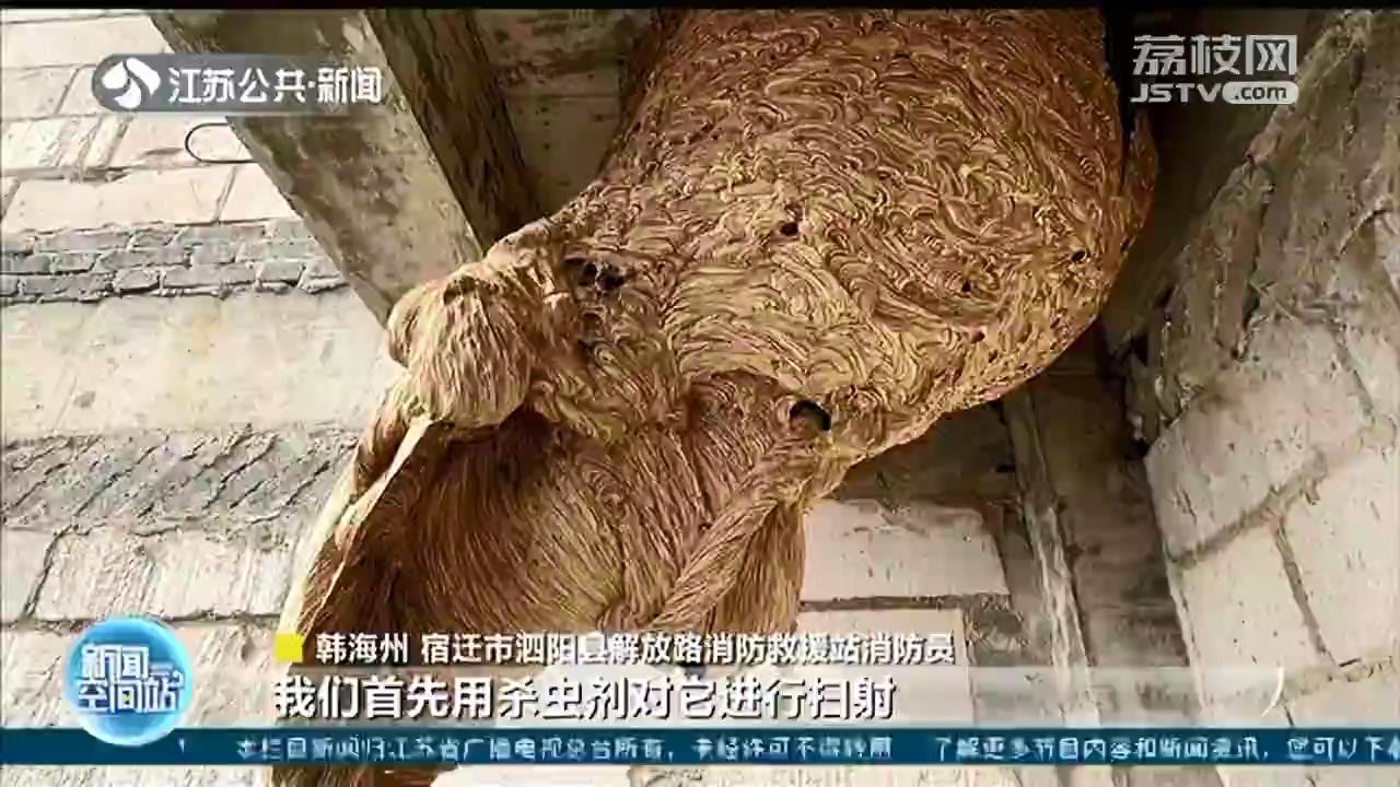 泗阳：巨型马蜂窝好似&ldquo;大灯笼&rdquo;，直径约1米 消防员成功摘除