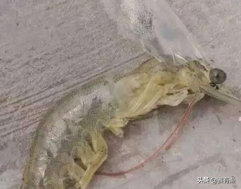 白对虾软壳死亡什么原因 虾得了软壳病怎么治