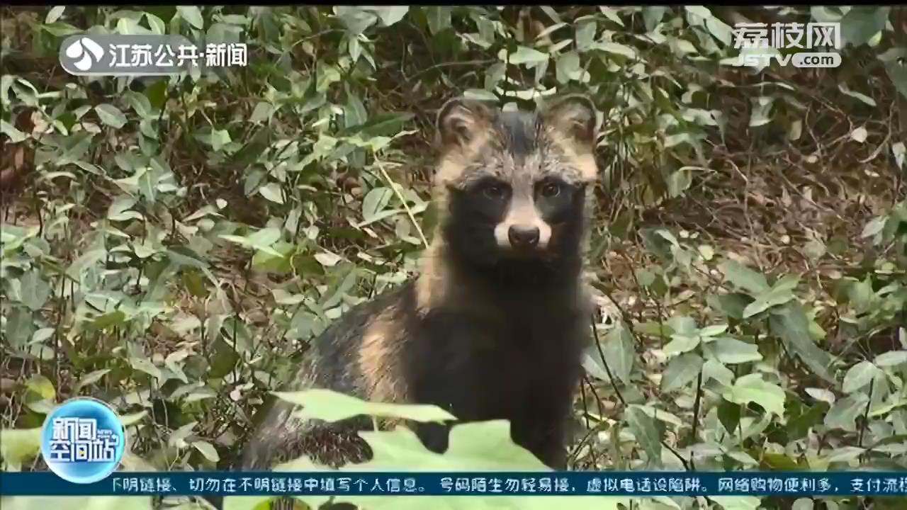 南京红山森林动物园添新区 给“迷路”的本土野生动物找个家