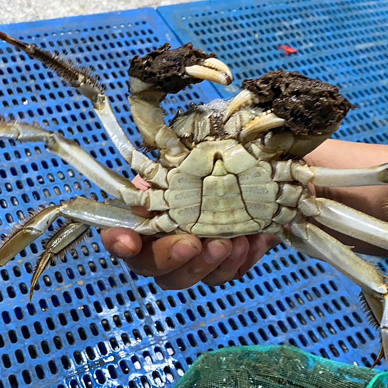 黄河口大闸蟹盐碱地池塘生态养殖技术