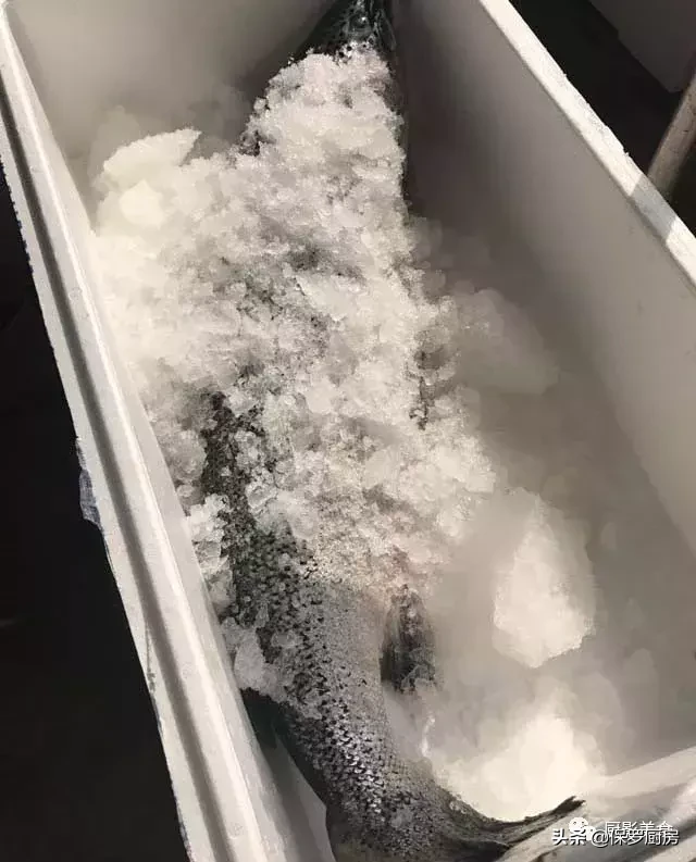 史上最全的顶级“海鱼”海鲜大全,全吃过的你人生就到达了巅峰!