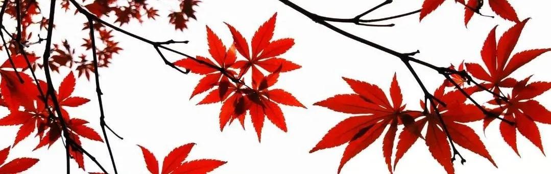 武汉这个漫长的秋天，是大自然馈赠的礼物啊