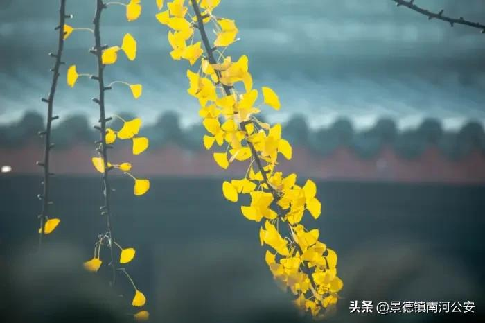 詩詞丨有一種情,不在生活中,卻在生命裡
