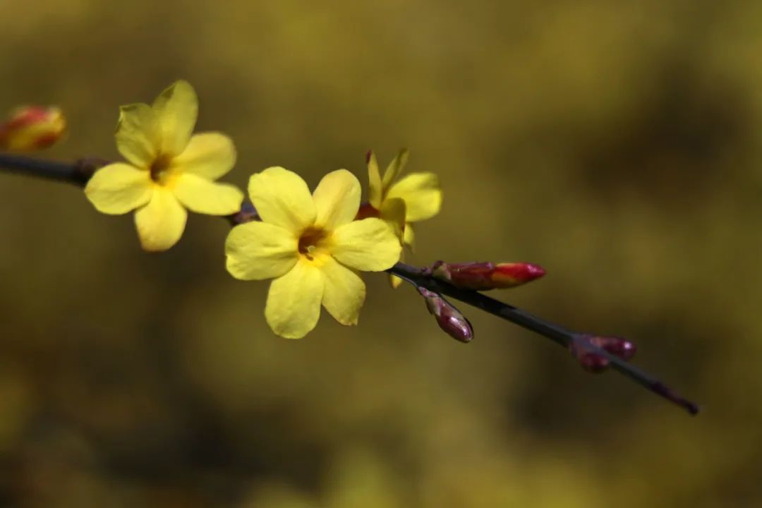 「诗词鉴赏」未腊迎春早放花，十首迎春花的诗词，傲寒迎春-第5张图片-诗句网