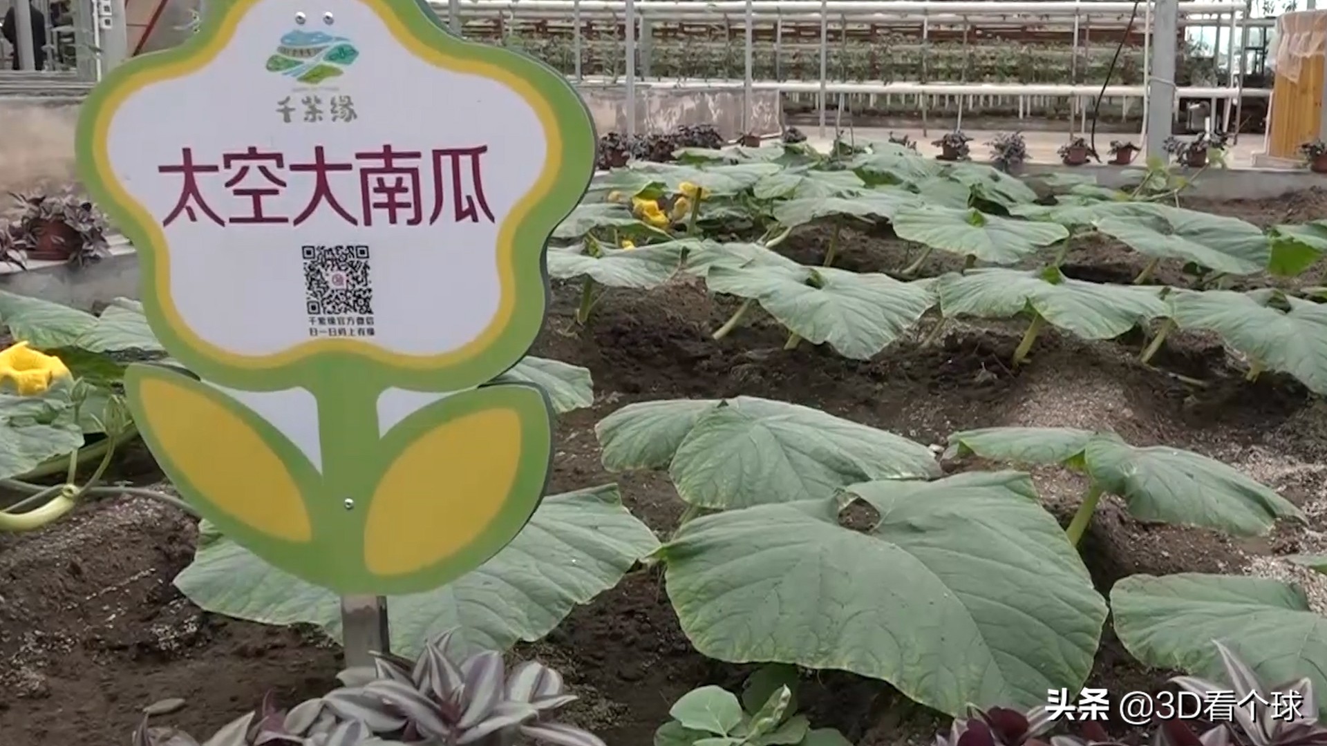 回國後禁止生育？中國首位女宇航員劉洋，用行動打破這個傳言