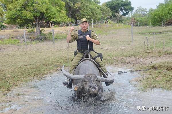 巴西警察的水牛坐骑：堪比太上老君的坐骑，个