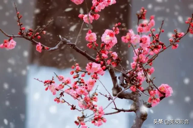 关于梅的诗句大全 梅雪争春未肯降，骚人阁笔费评章图片