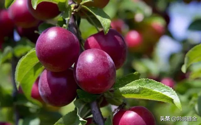 果树一年需要施肥几次？一般施肥4-5次，分别为