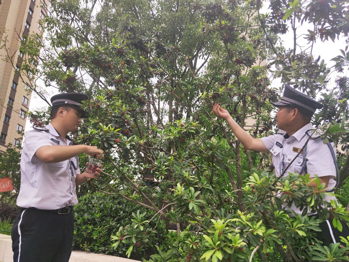 南京龙湖善居计划：这个夏天，有点“甜”