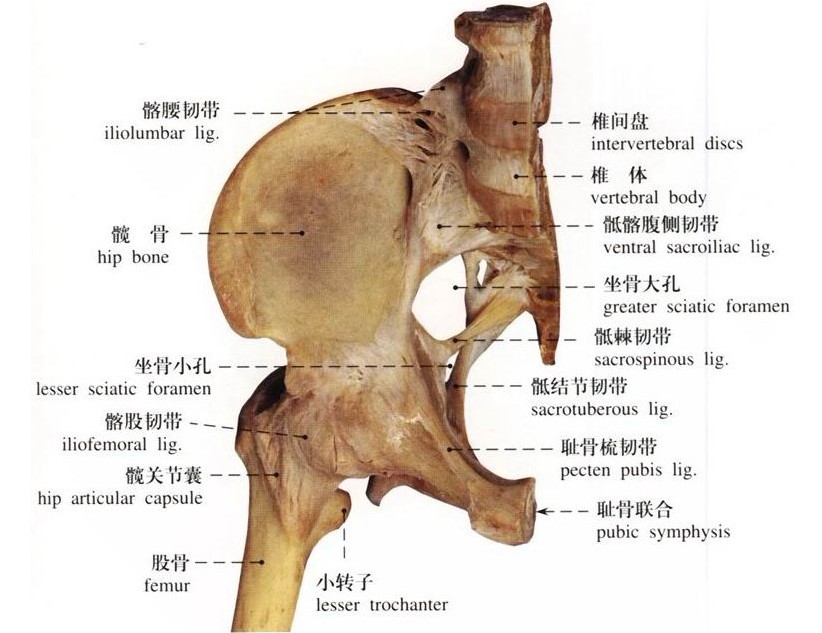 突然發現小孩走路姿勢不對 警惕髖關節一過性滑膜炎 骨科張還添醫生 Mdeditor