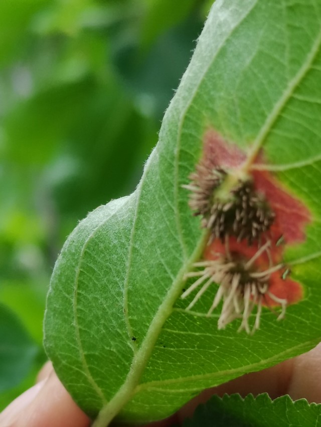 如何用园林栽培技术防治园林植物病虫害