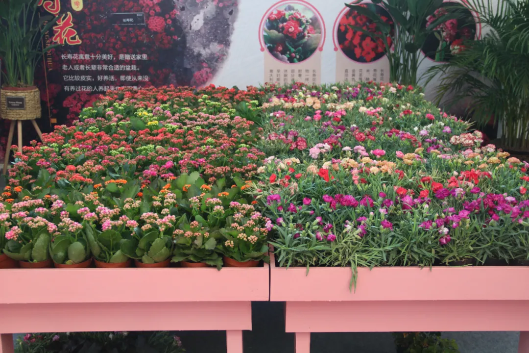 大饱眼福，第八届中国沭阳花木节竟如斯出色！你想看的全在这里…