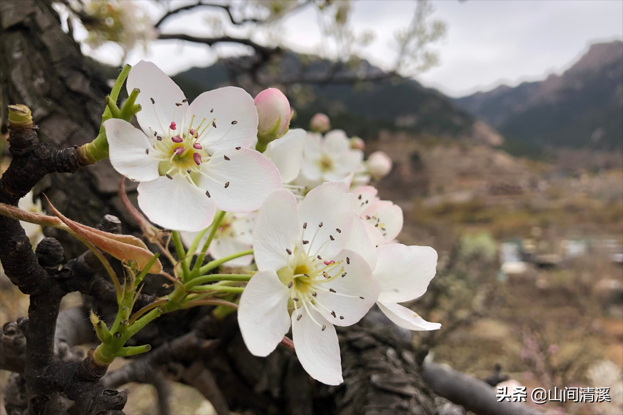 一夜春风来 万树梨花开 梨花除了好看 据说还好吃 山间清溪 Mdeditor