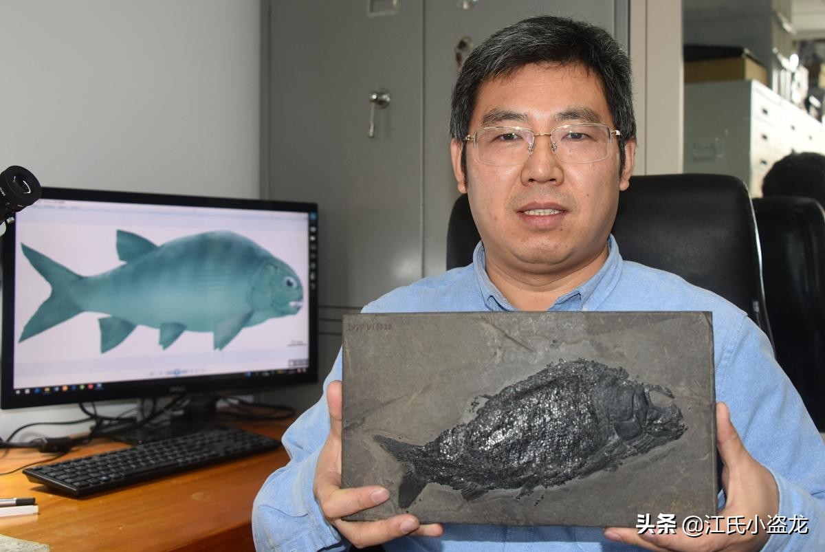 2.4億年前的一條魚為什麽上了熱門？