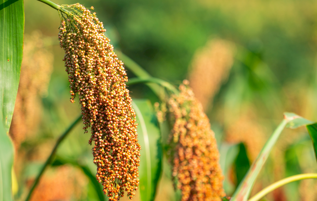 禾本科草本植物栽培高粱的颖果.籽粒呈红,黄,白等色,扁卵圆形.