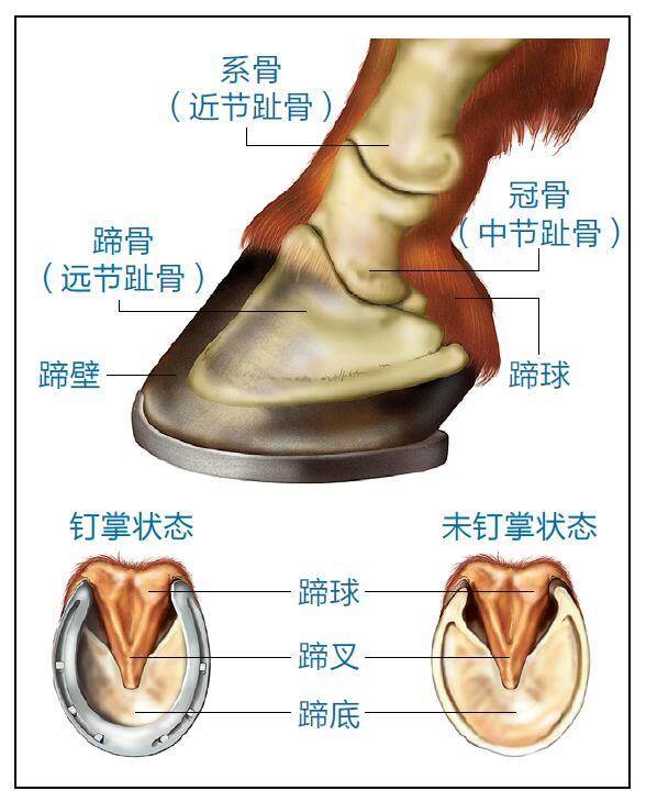 為什么要釘馬蹄鐵？馬兒不疼嗎？