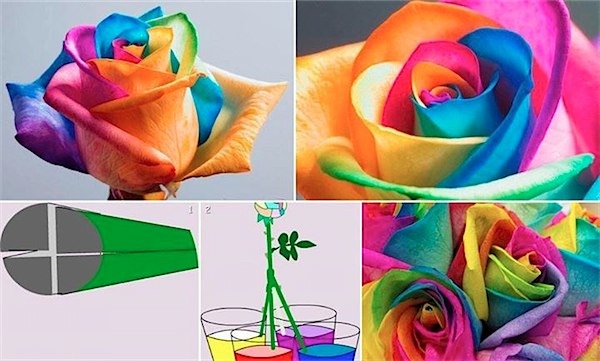 高颜值的鲜花实验，学习植物喝水与毛细现象，培养孩子科学思维