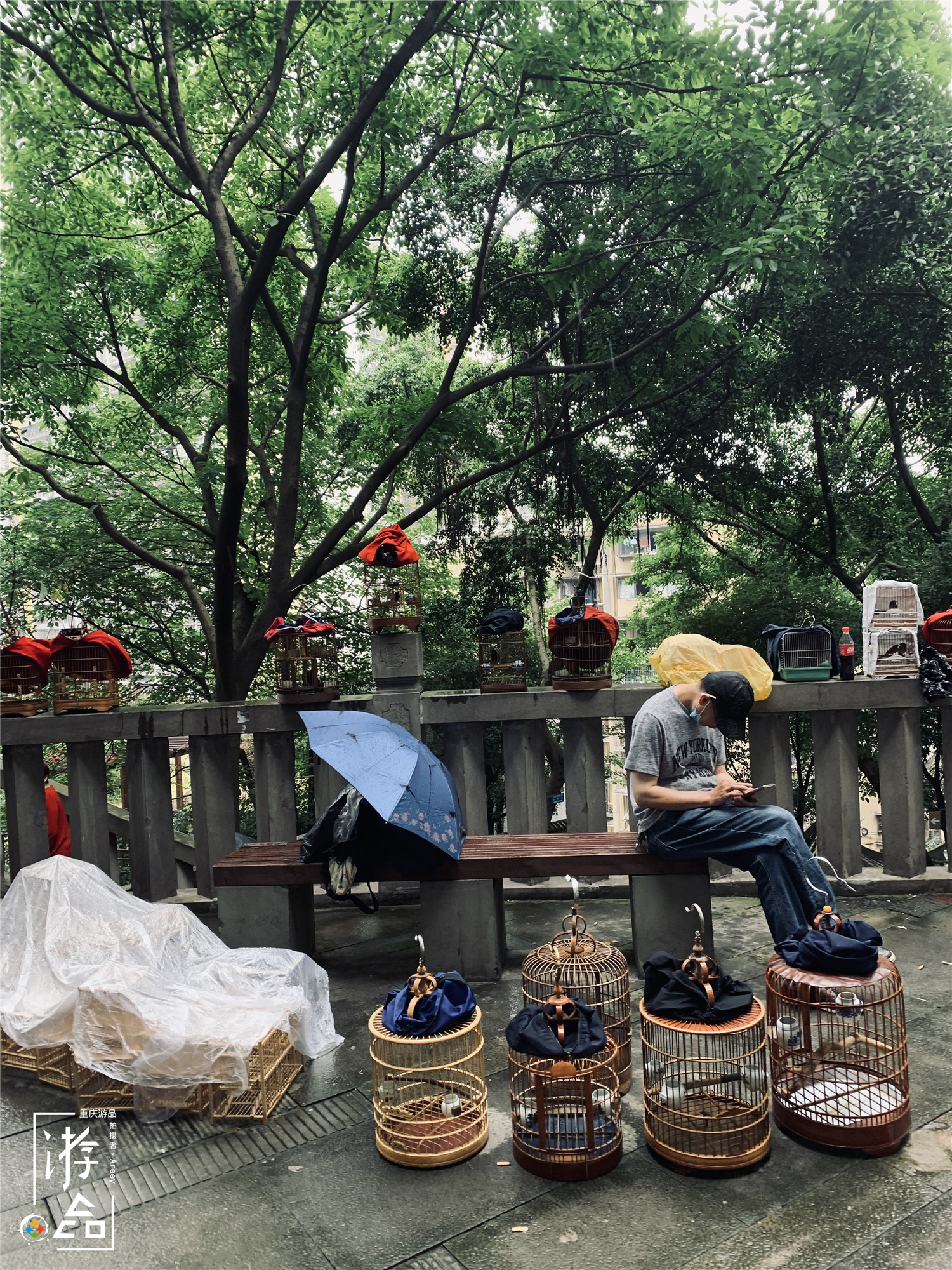 重庆最特别的花鸟集市，距离解放碑不到500米，每周仅开放一天