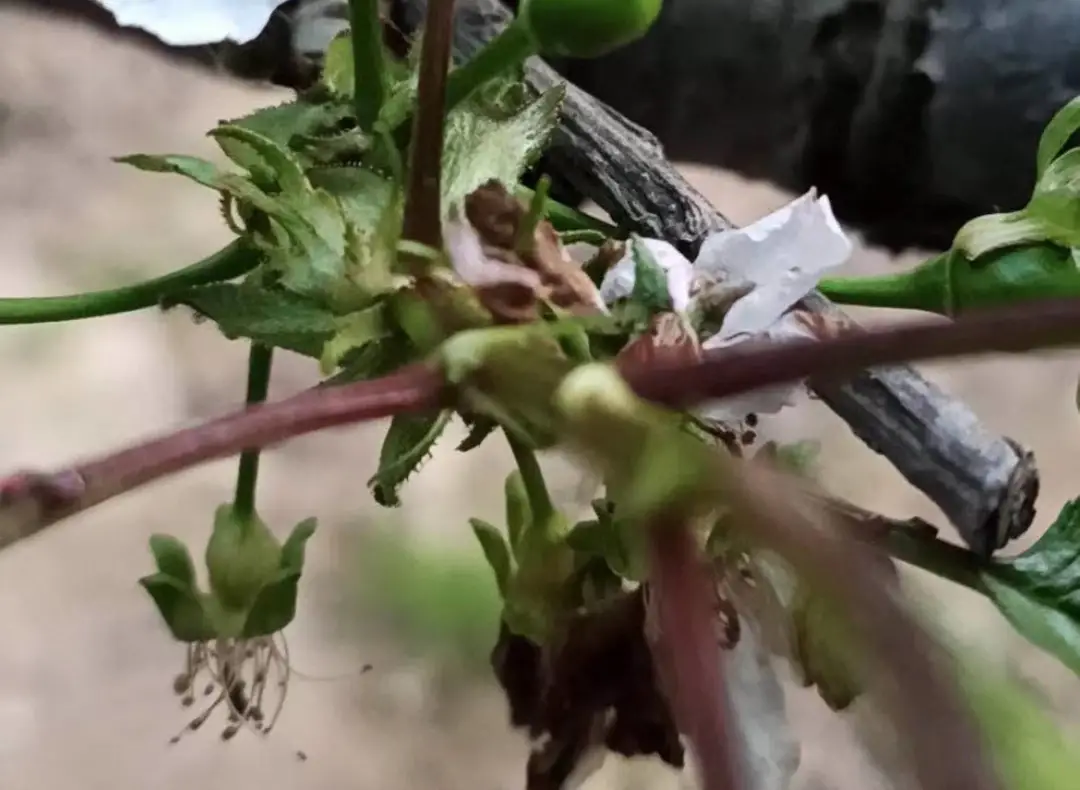 大樱桃落花落果的秘密，如何管理才能保住果实？