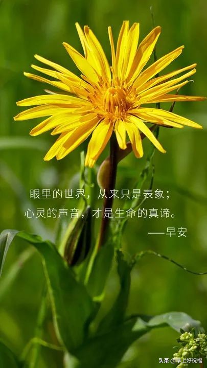 新的一天从早安心语开始 2021早上好图片图片
