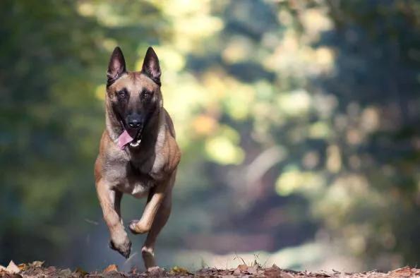 各国猛犬大全，建议收藏