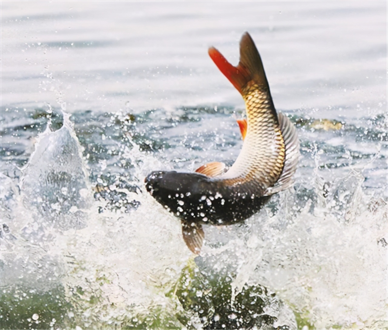 了解鱼类栖息和活动的八个习性：养鱼和钓鱼才能收获多多