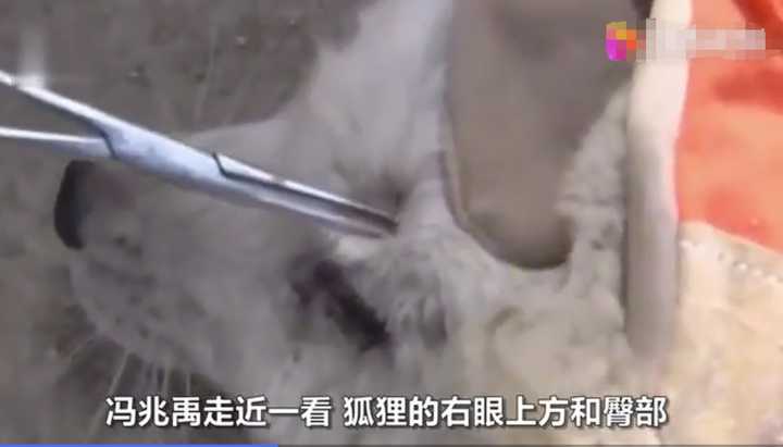 不愧是“狐貍精”，知道“有困難找警察”！東北銀狐進派出所求助