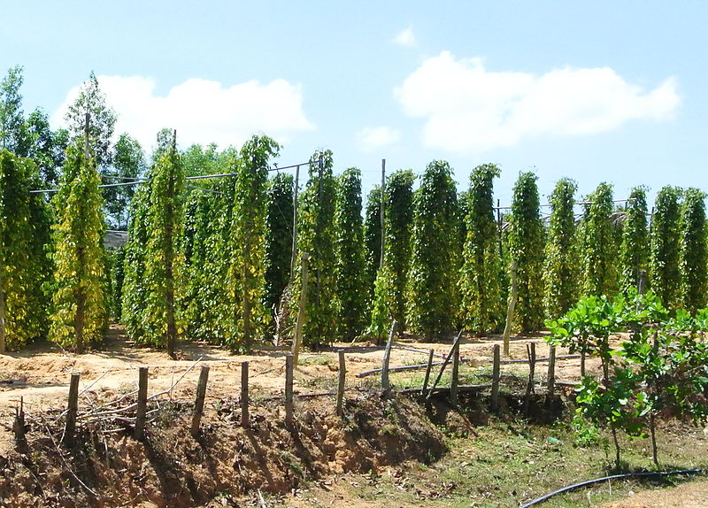 花椒 胡椒 山胡椒 你知道这些椒的来历吗 花卉文艺 Mdeditor