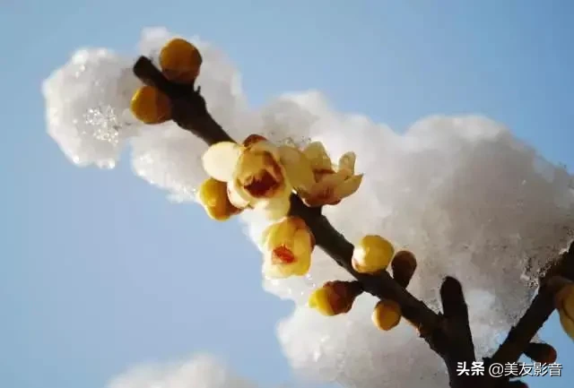 关于梅的诗句大全 梅雪争春未肯降，骚人阁笔费评章图片