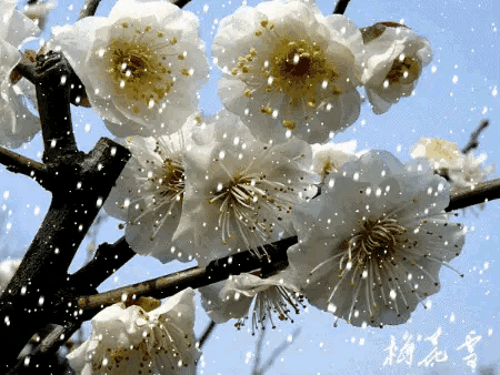 关于梅的诗句大全 梅雪争春未肯降，骚人阁笔费评章图片
