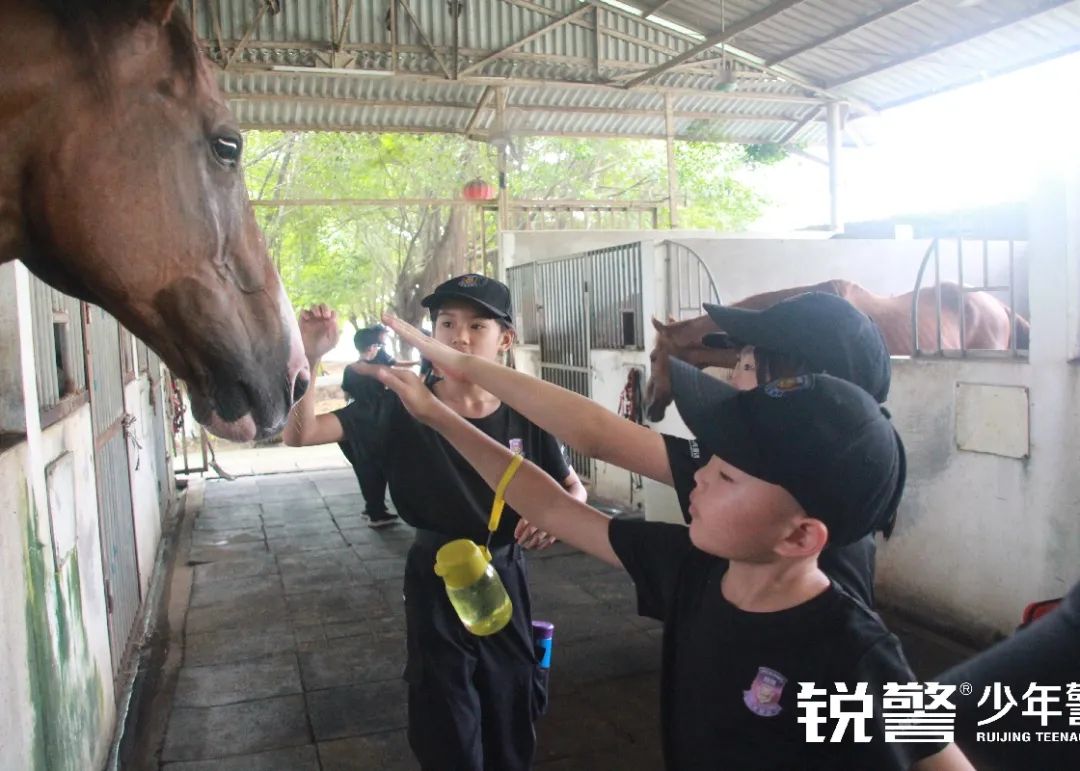 锐警少年警训夏令营：雏鹰新飞，温室小花蜕变之旅，成长的力量