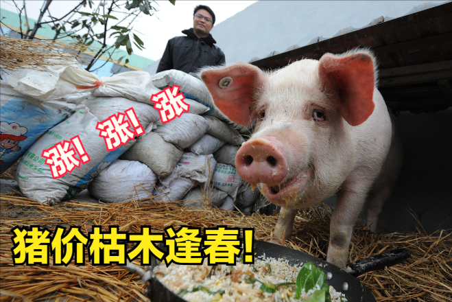 猪价柳暗花明，行情大涨1.2元，养猪头均盈利崩塌，养殖户咋办？