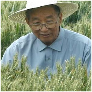 “杂交小麦之父”李振声：曾让小麦产量超越水稻，现年90岁高龄