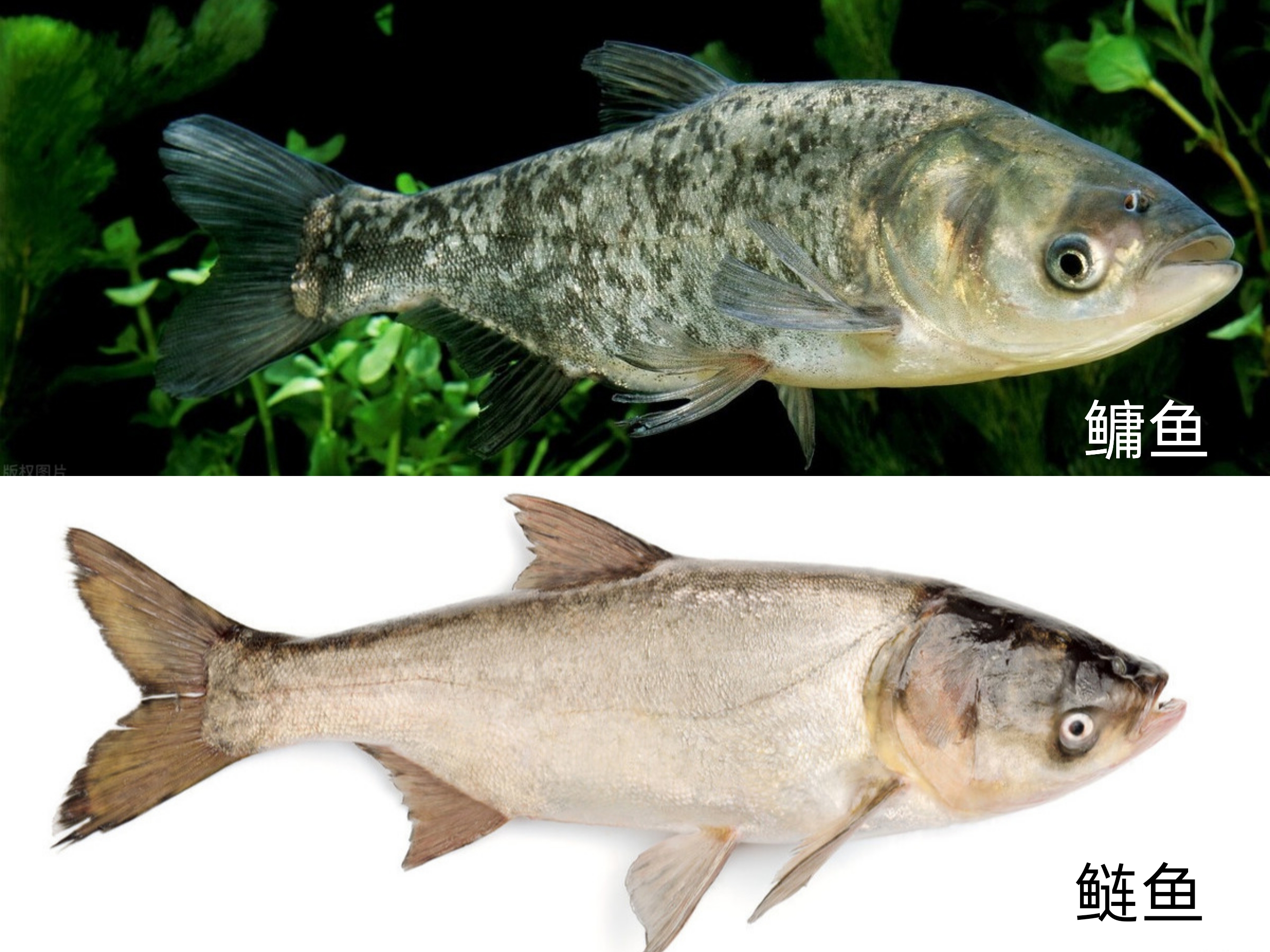 人工繁殖四大家鱼的秘密