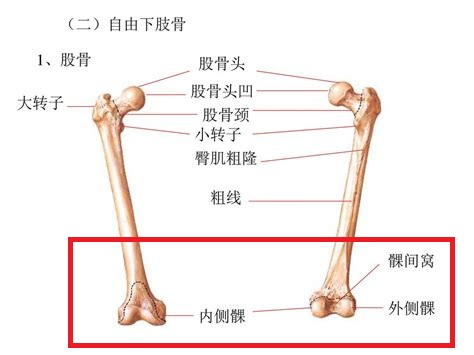 膝关节系列科普-----膝关节的基本结构
