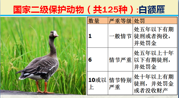 国家最新125类二级野生保护名录，图片及违法对应刑责