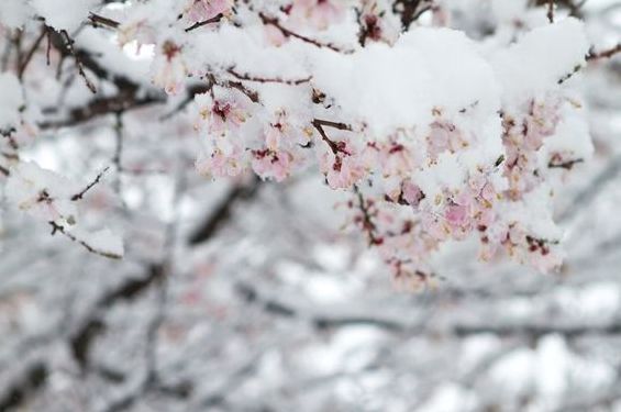 冬日有情还可爱，最美的冬日古诗词-第16张图片-诗句网