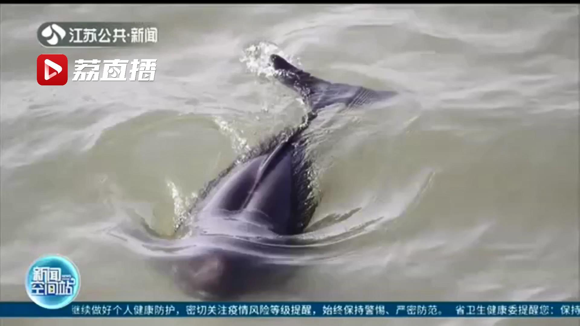 跳跃嬉戏 长江南京段上演江豚“冲浪”